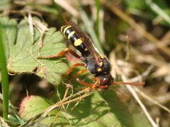 Nomada fulvicornis